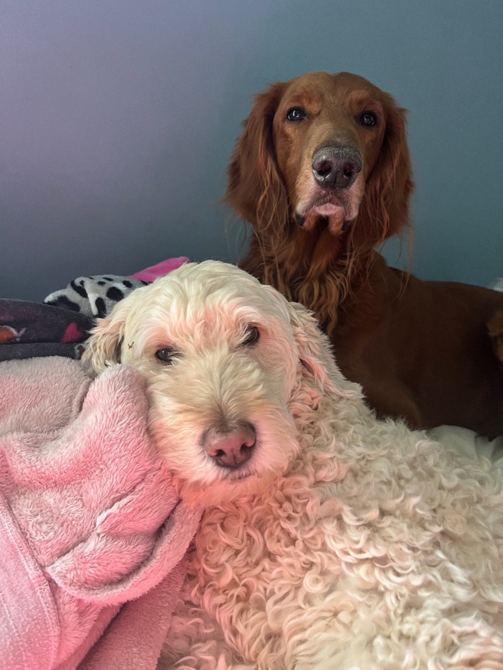 Meet your Posher, Brandi